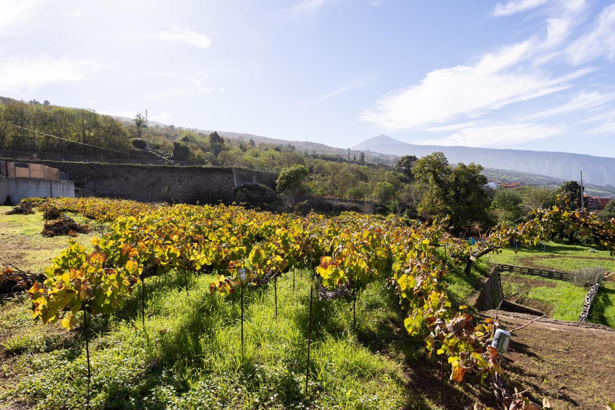 Ek Drago Finca El Milagro La Orotava Exteriér fotografie