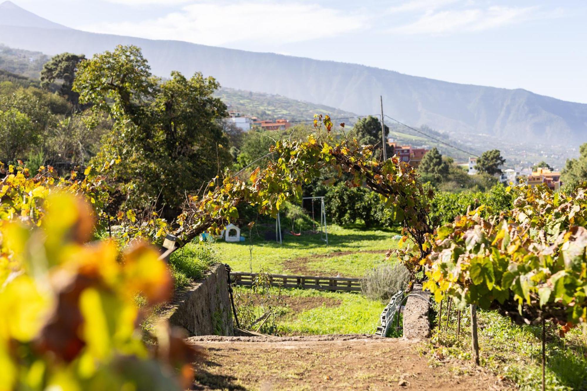 Ek Drago Finca El Milagro La Orotava Exteriér fotografie